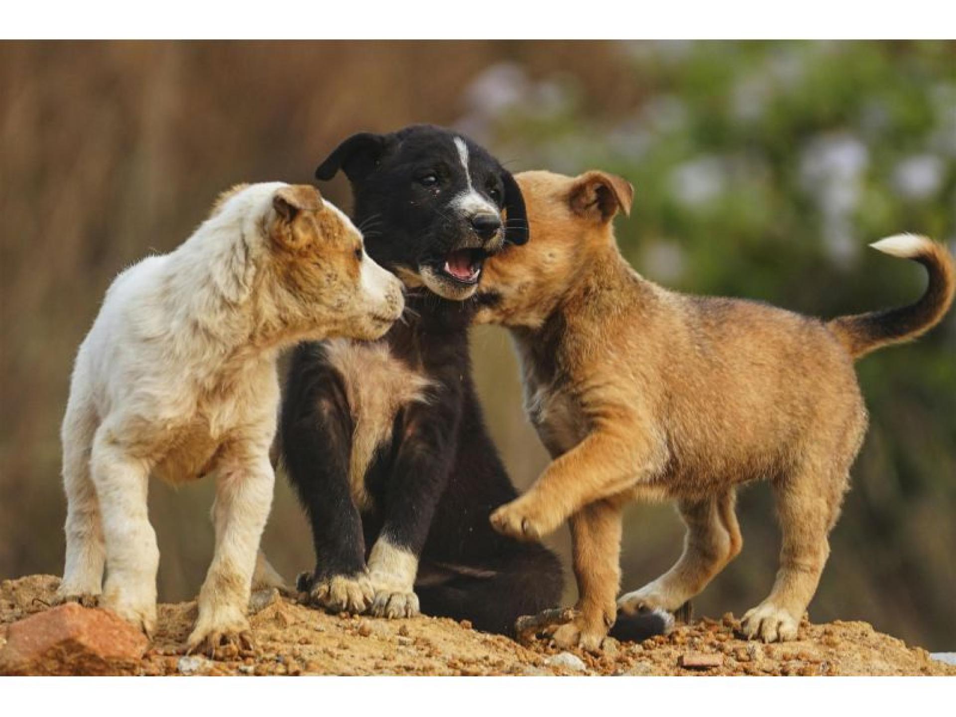 Profitable Dog Breeding Business 679683 2