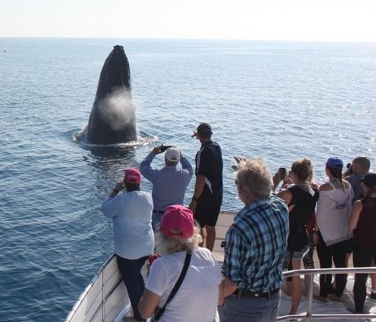 Profitable Whale Watching Business 681343 1
