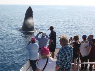 Profitable whale watching business with scope to grow