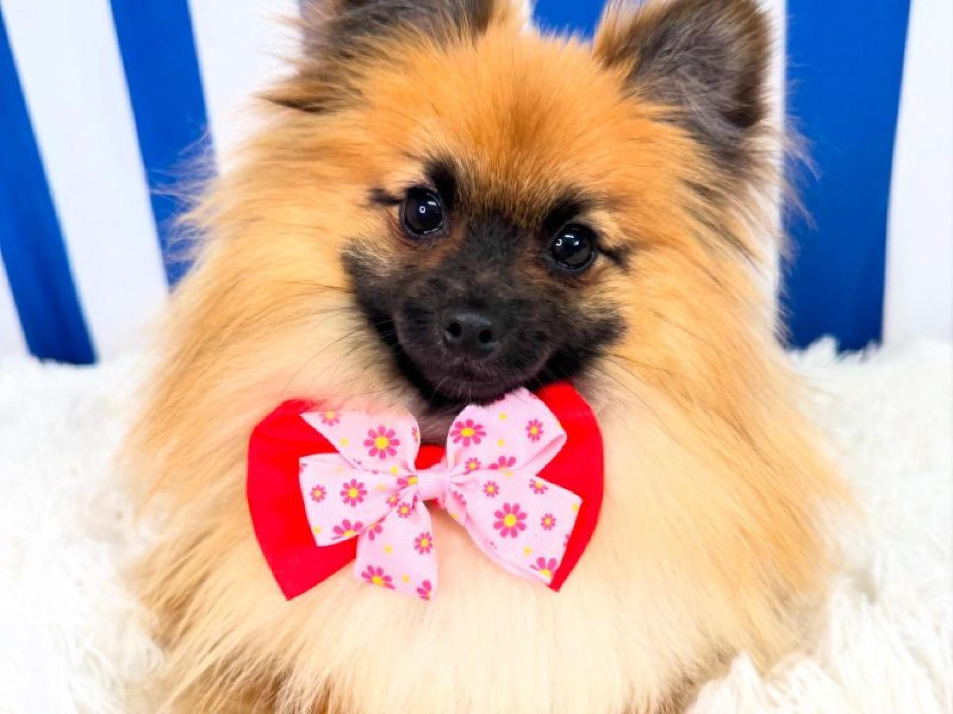 Luxury Dog Grooming Salon 681963 1