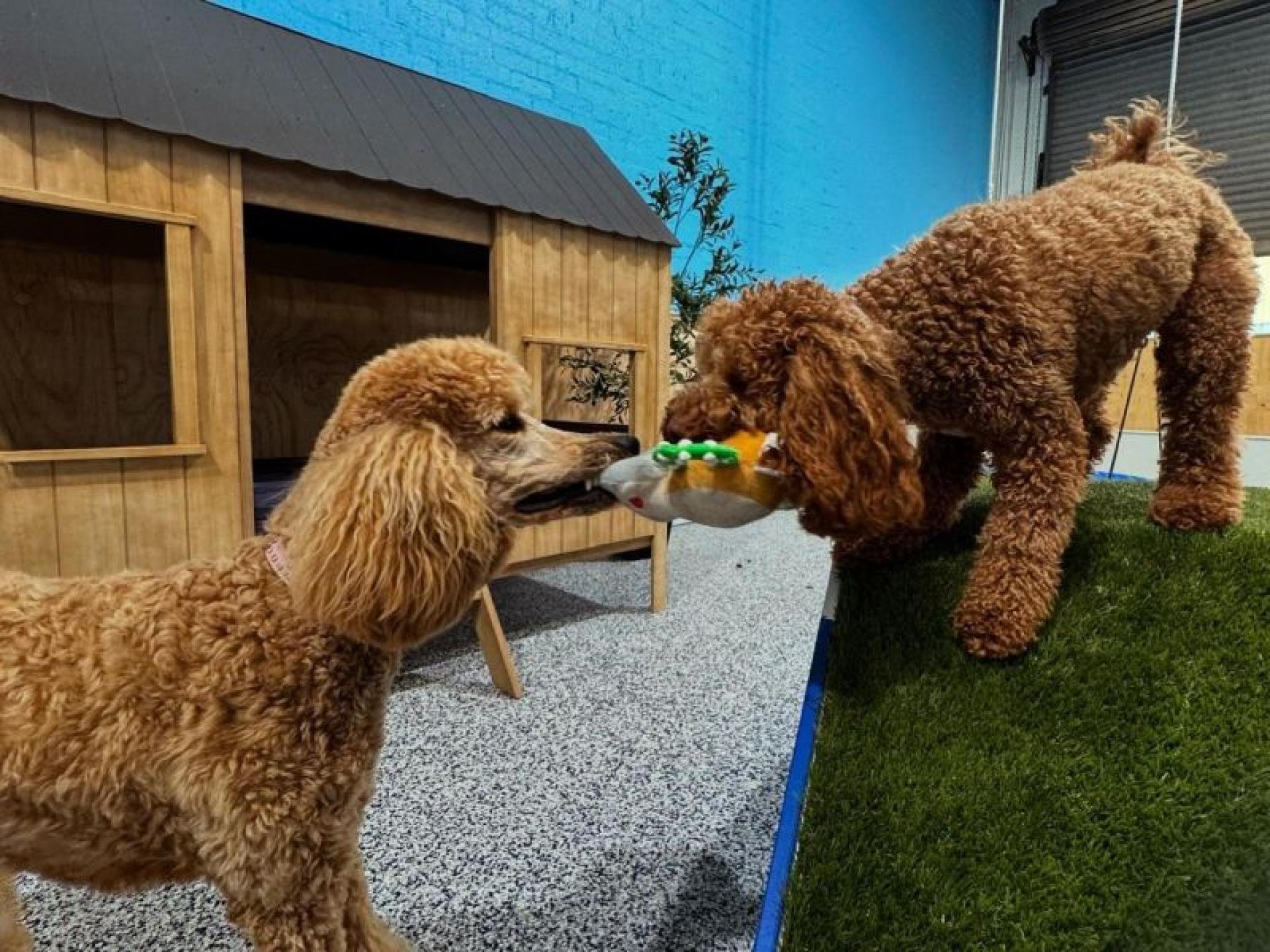 Luxury Dog Grooming Salon 681963 3