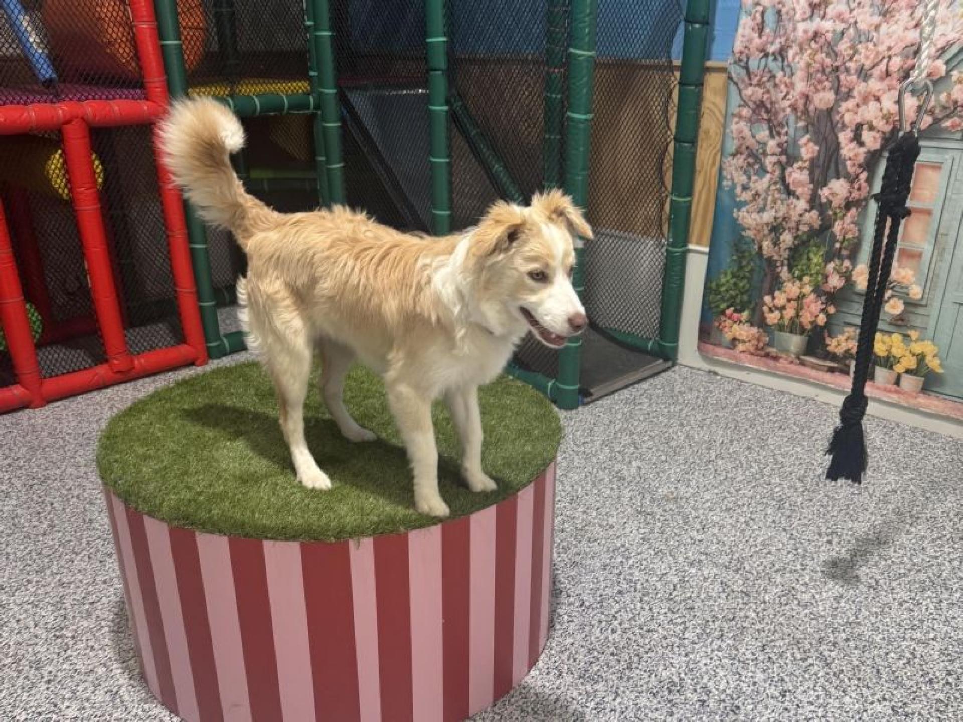 Luxury Dog Grooming Salon 681963 2