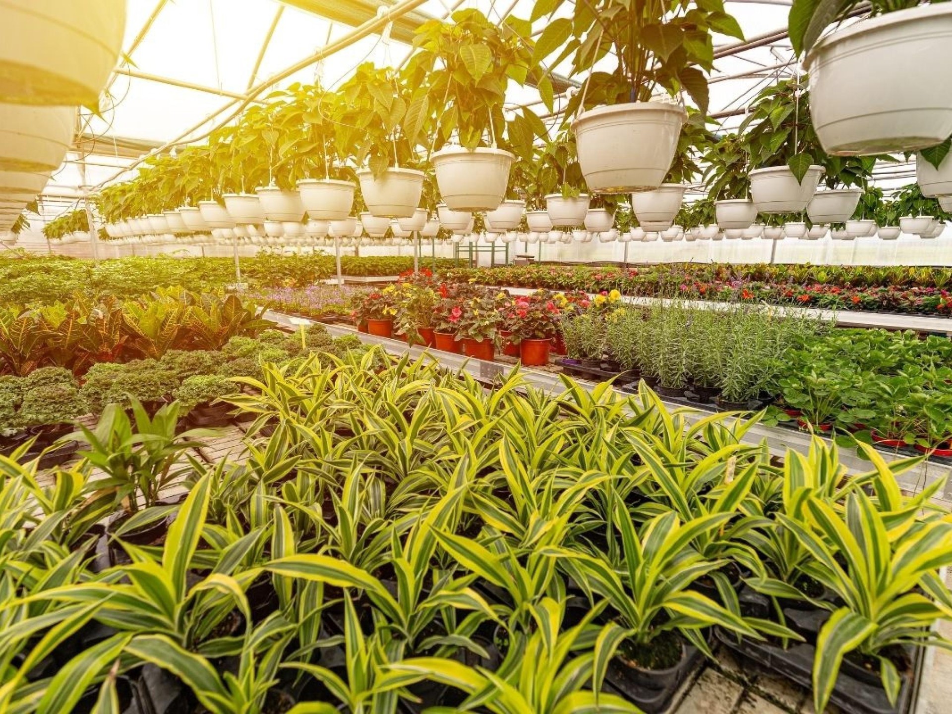 Horticulture Nursery And Agriculture 682287 1