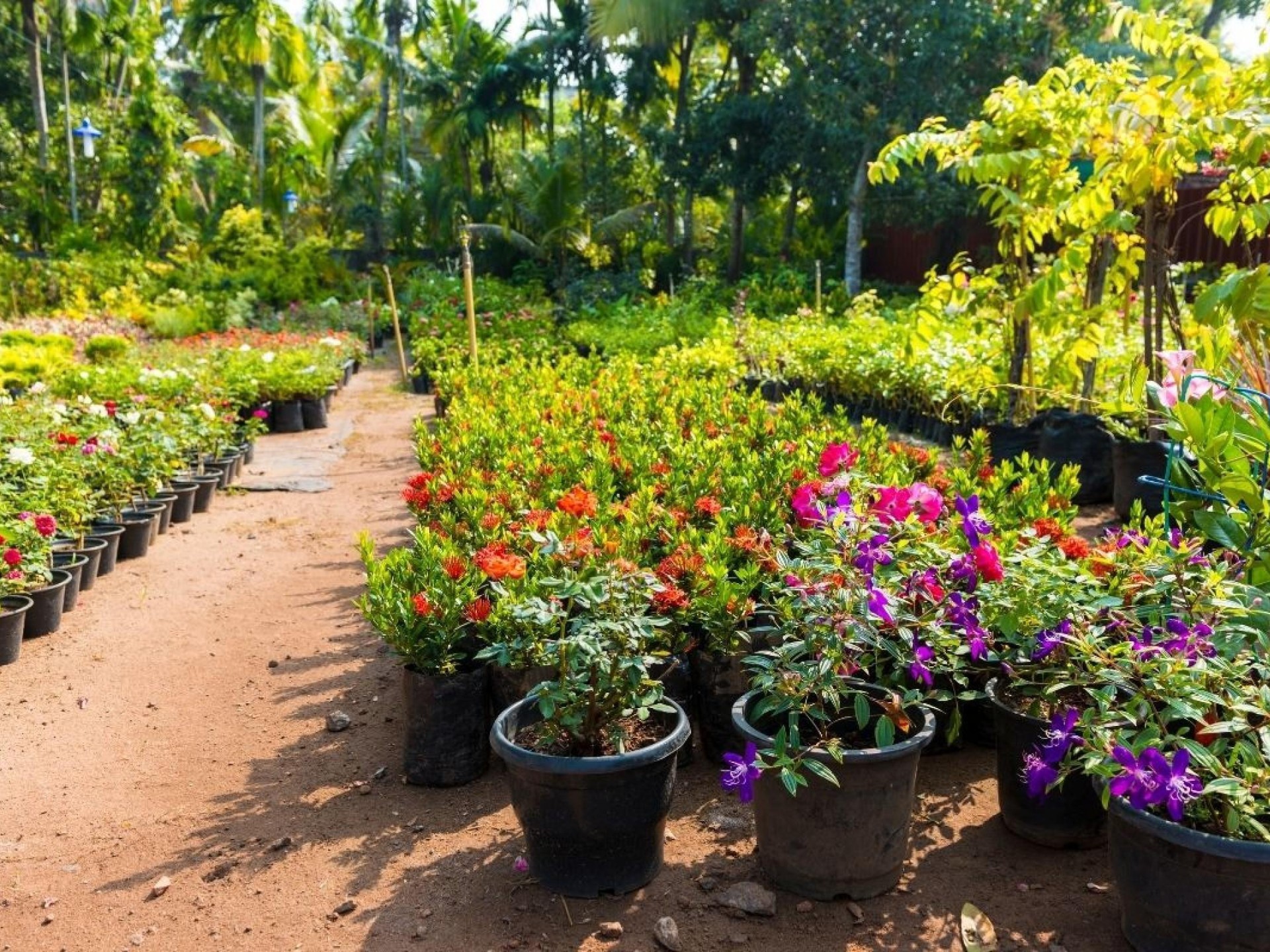 Horticulture Nursery And Agriculture 682287 2