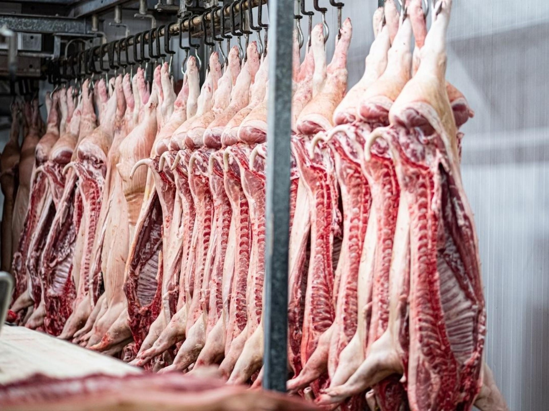 Gold Coast Large-format Butchery 683529 3