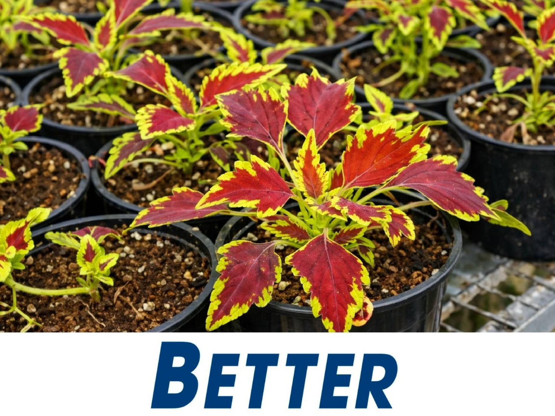 Wholesale Plants – 45years 683864 1