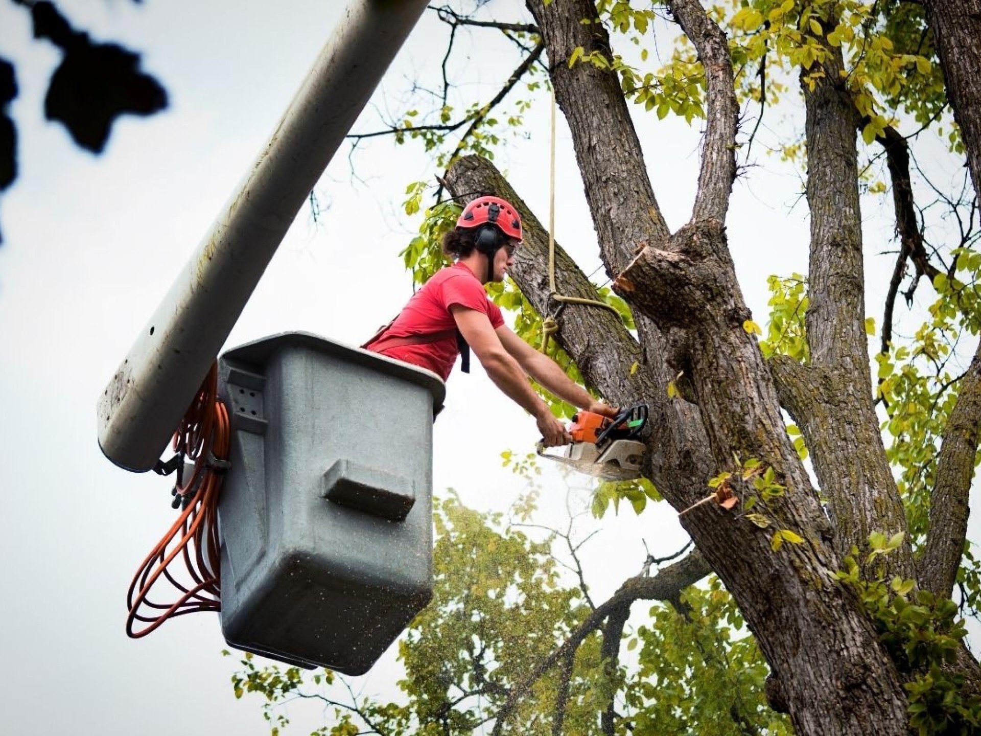Highly Profitable Tree Servicing 684132 1