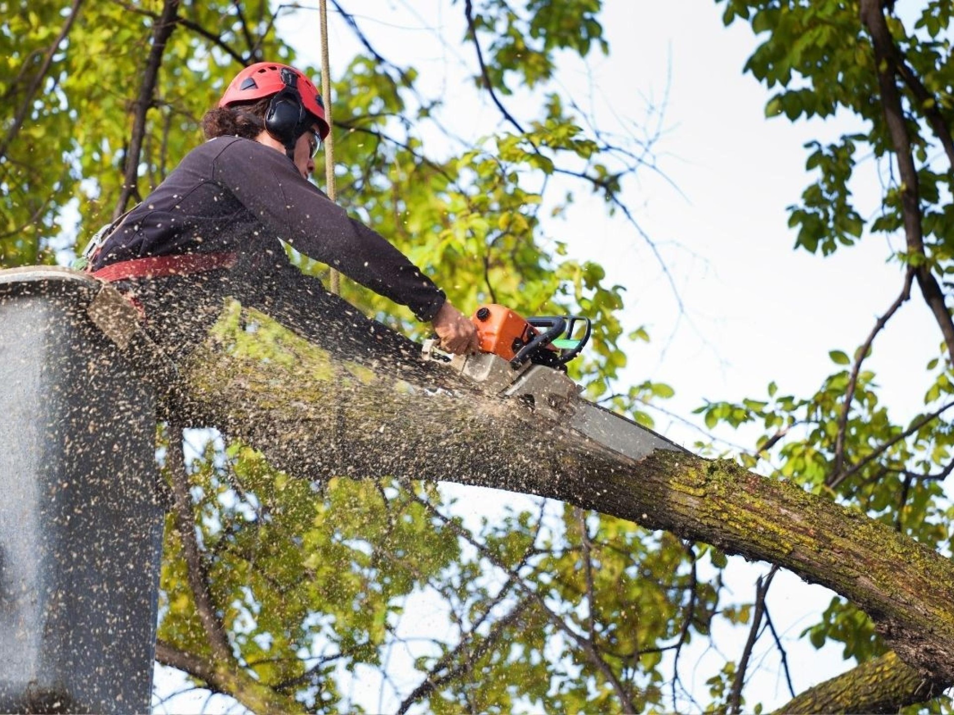 Highly Profitable Tree Servicing 684132 3