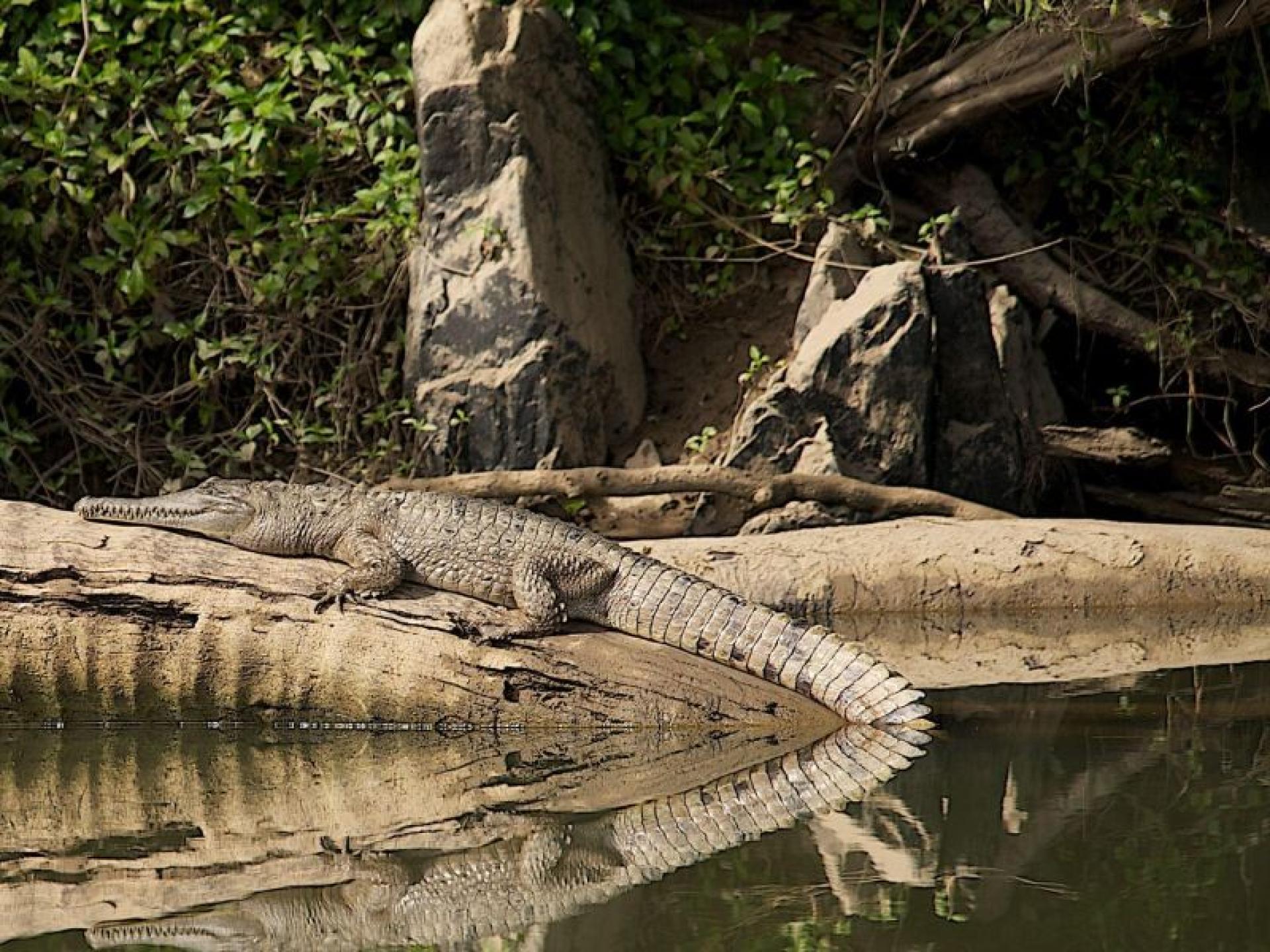 The Closest Wet Tropics 684294 2