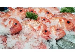 Fresh Seafood Business - Profitable