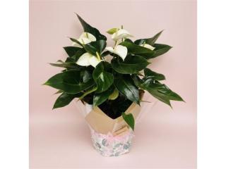 Online, Home-Based Plant and Gift Shop/ Florist Business for Sale