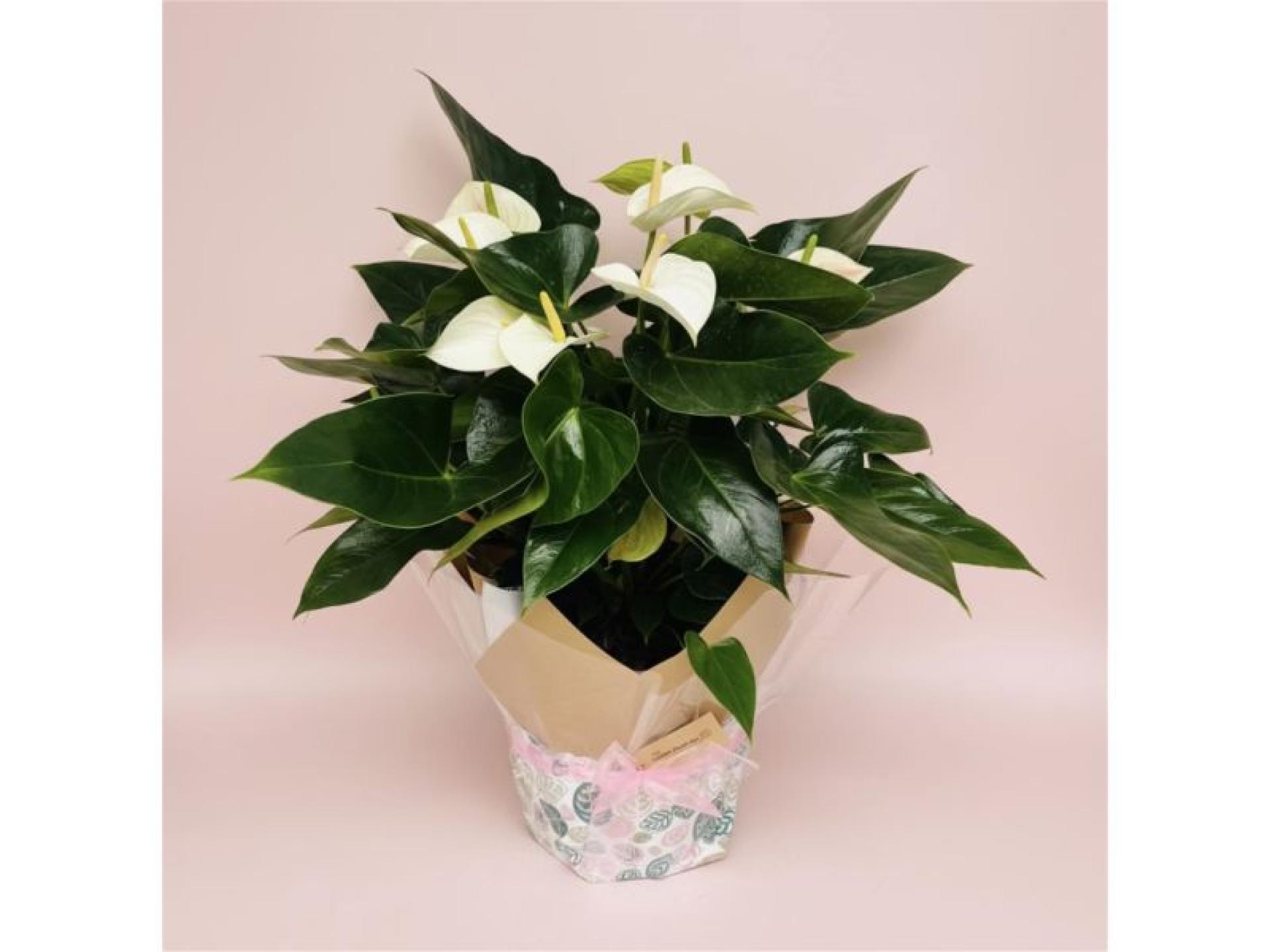 Online Home-based Plant And 685382 1