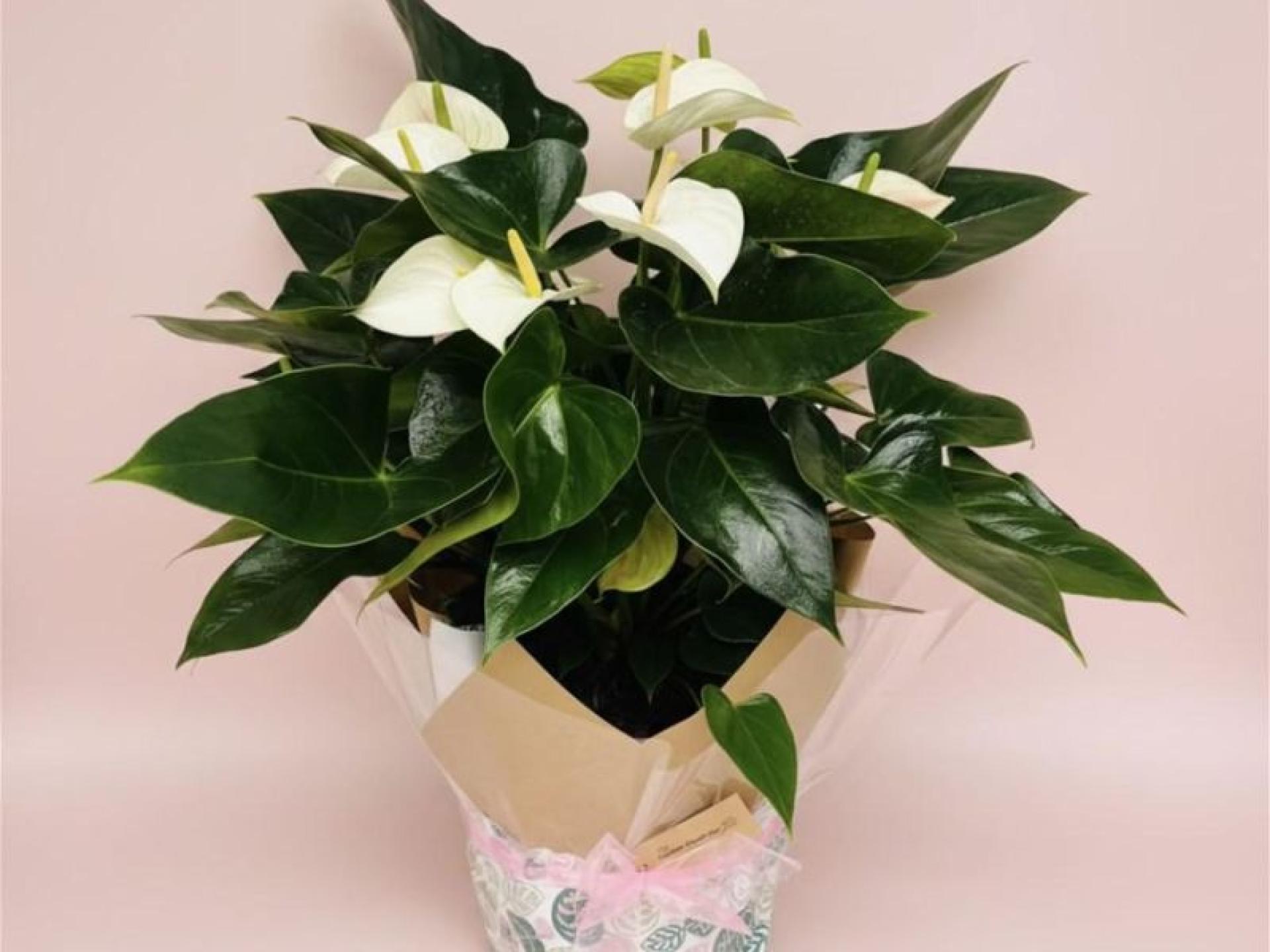 Online Home-based Plant And 685382 1