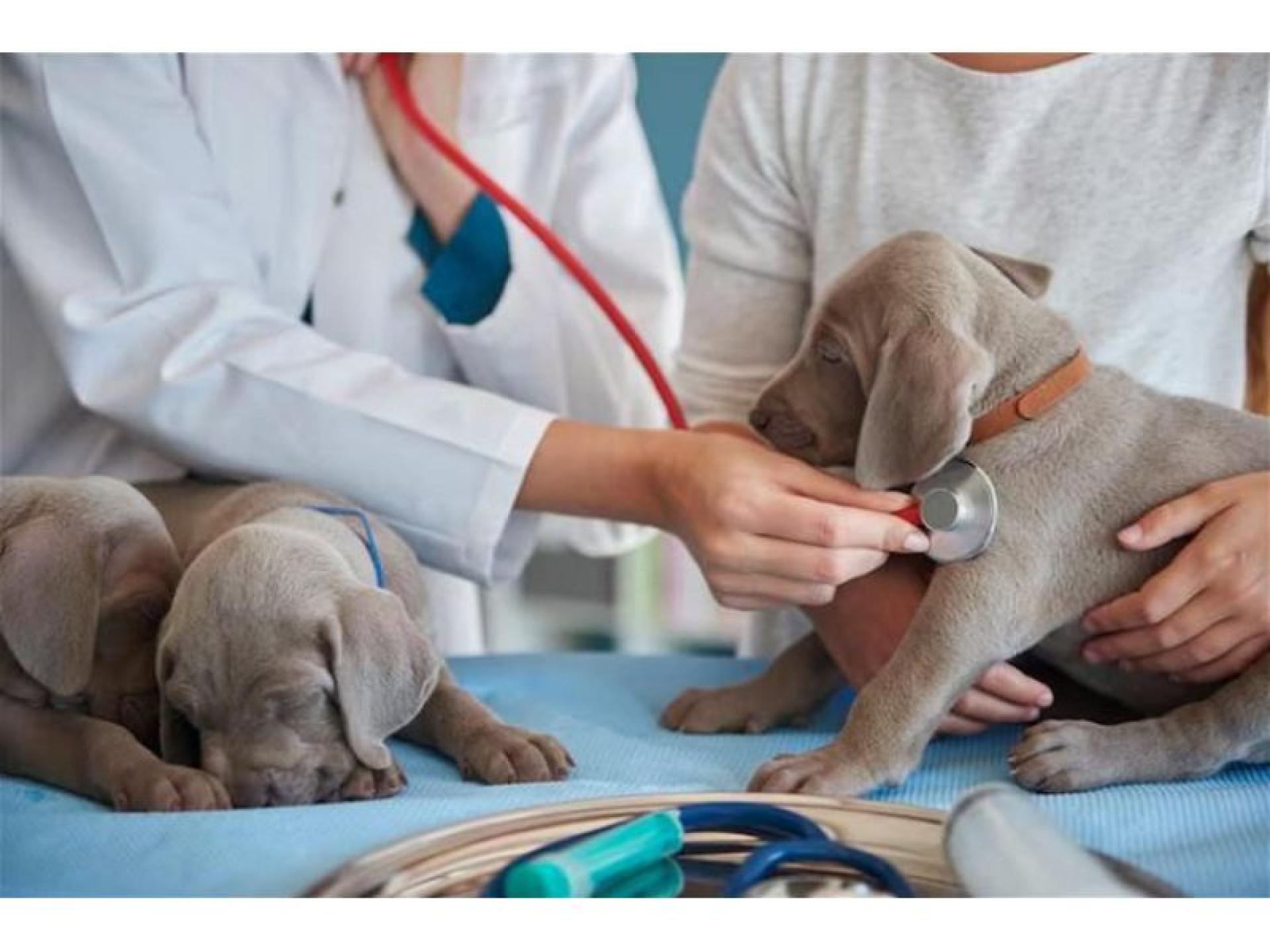Confidential Veterinary Practice 685521 2