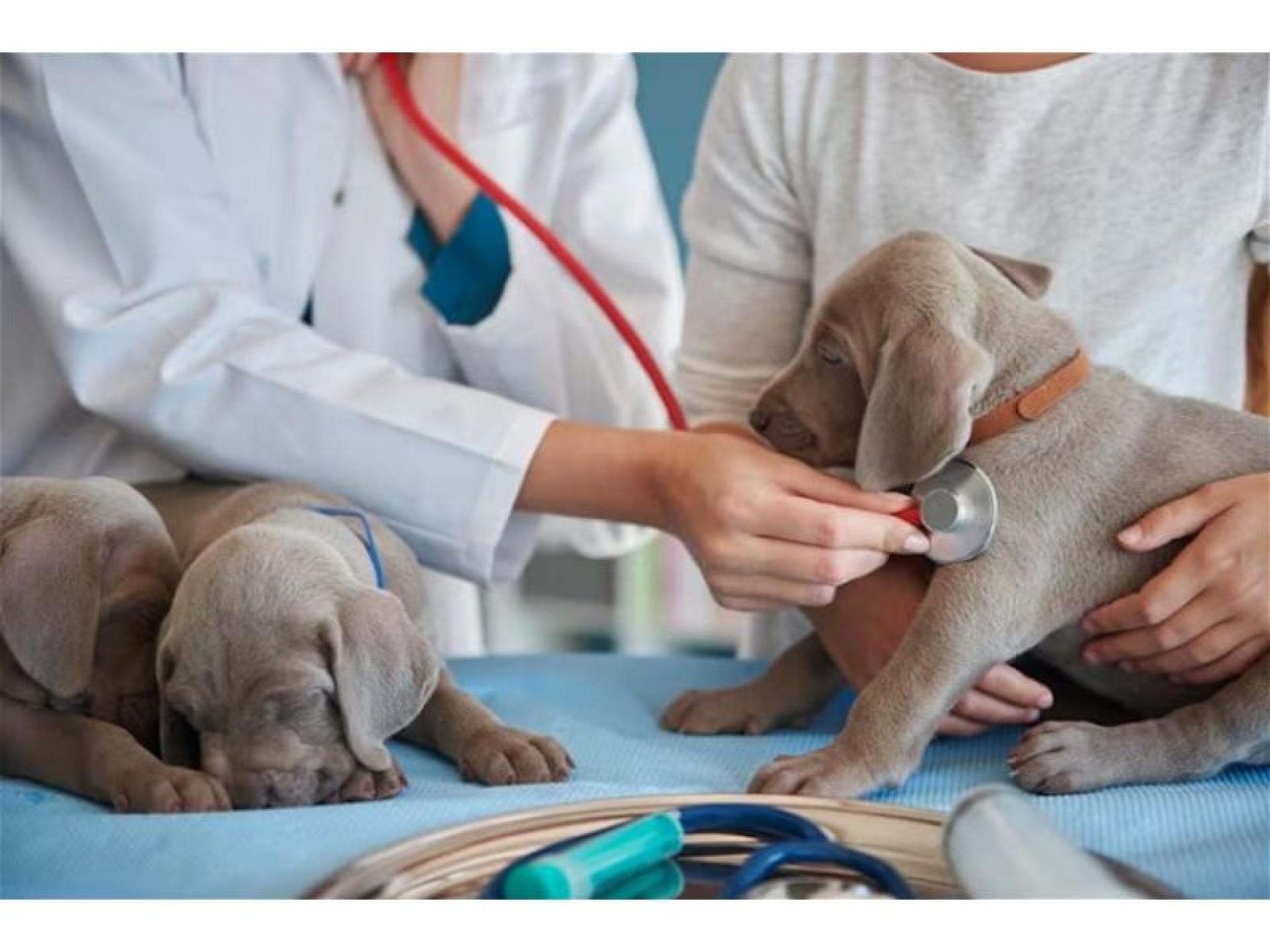 Established Veterinary Practice Running 685521 2