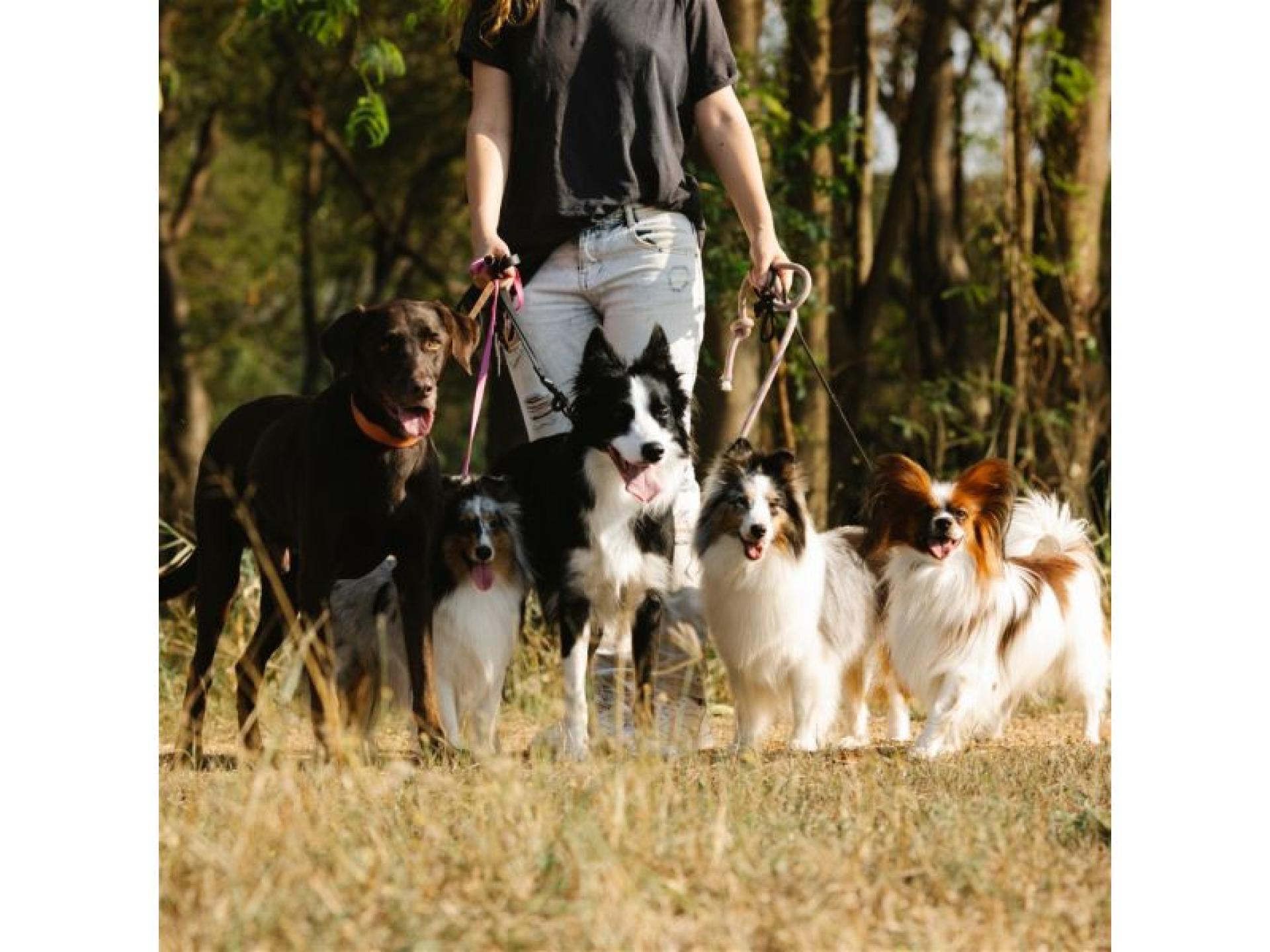 Lifestyle Dog Walking Business 685708 3
