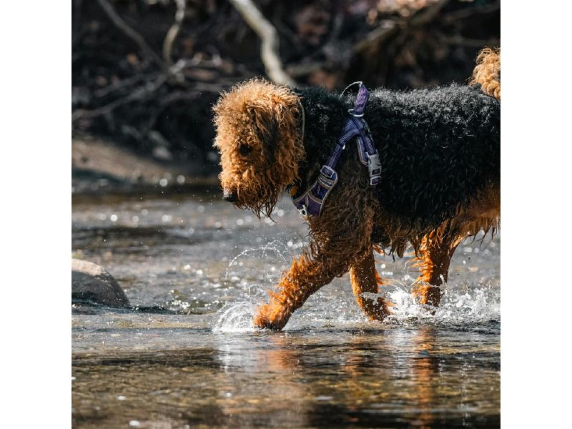 Lifestyle Dog Walking Business 685708 2