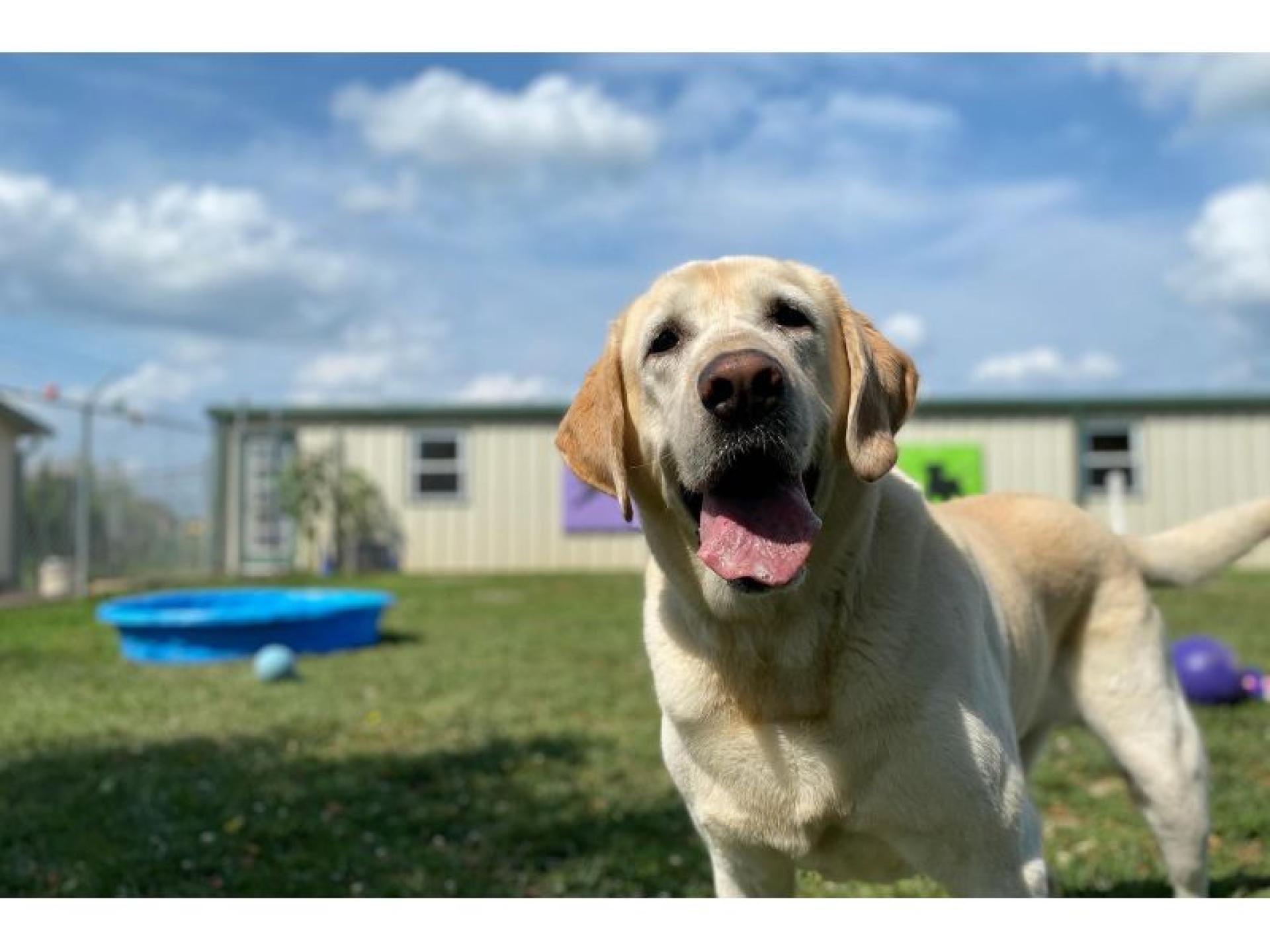  Doggy Day Care 686228 2