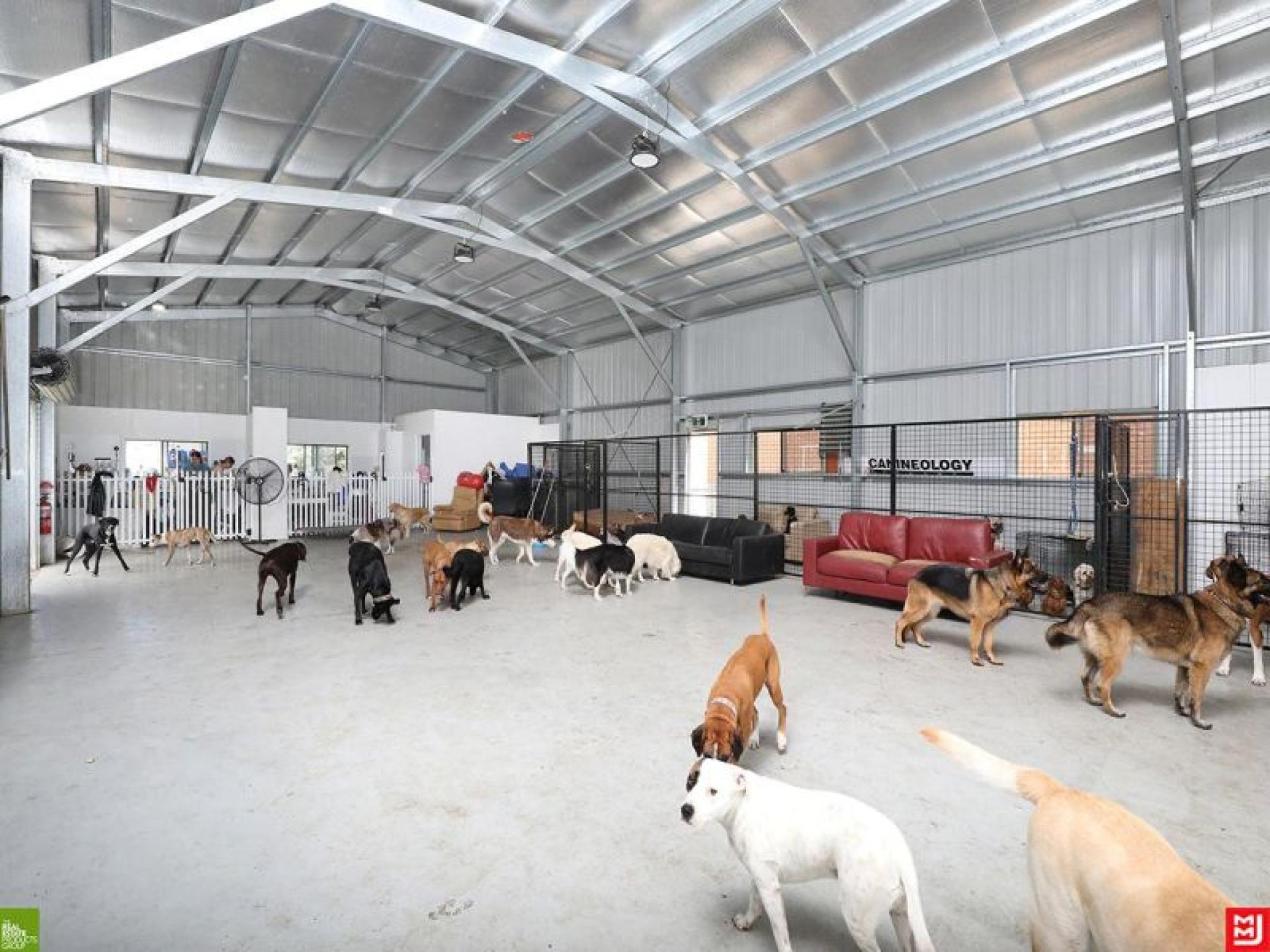  Doggy Day Care 686228 3