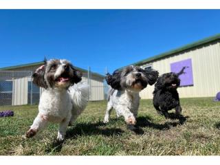  Doggy Day Care & Grooming Business Under Management