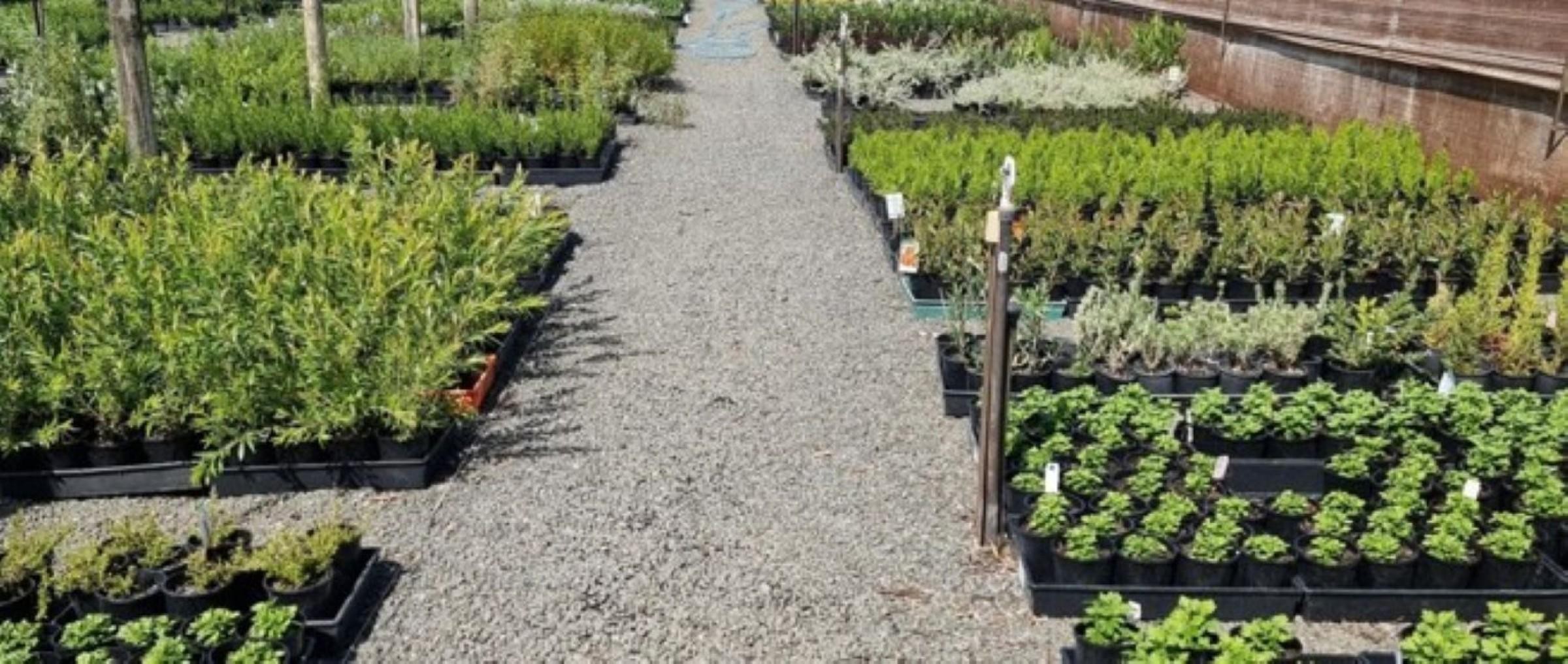 Established Wholesale Nursery With 686368 3