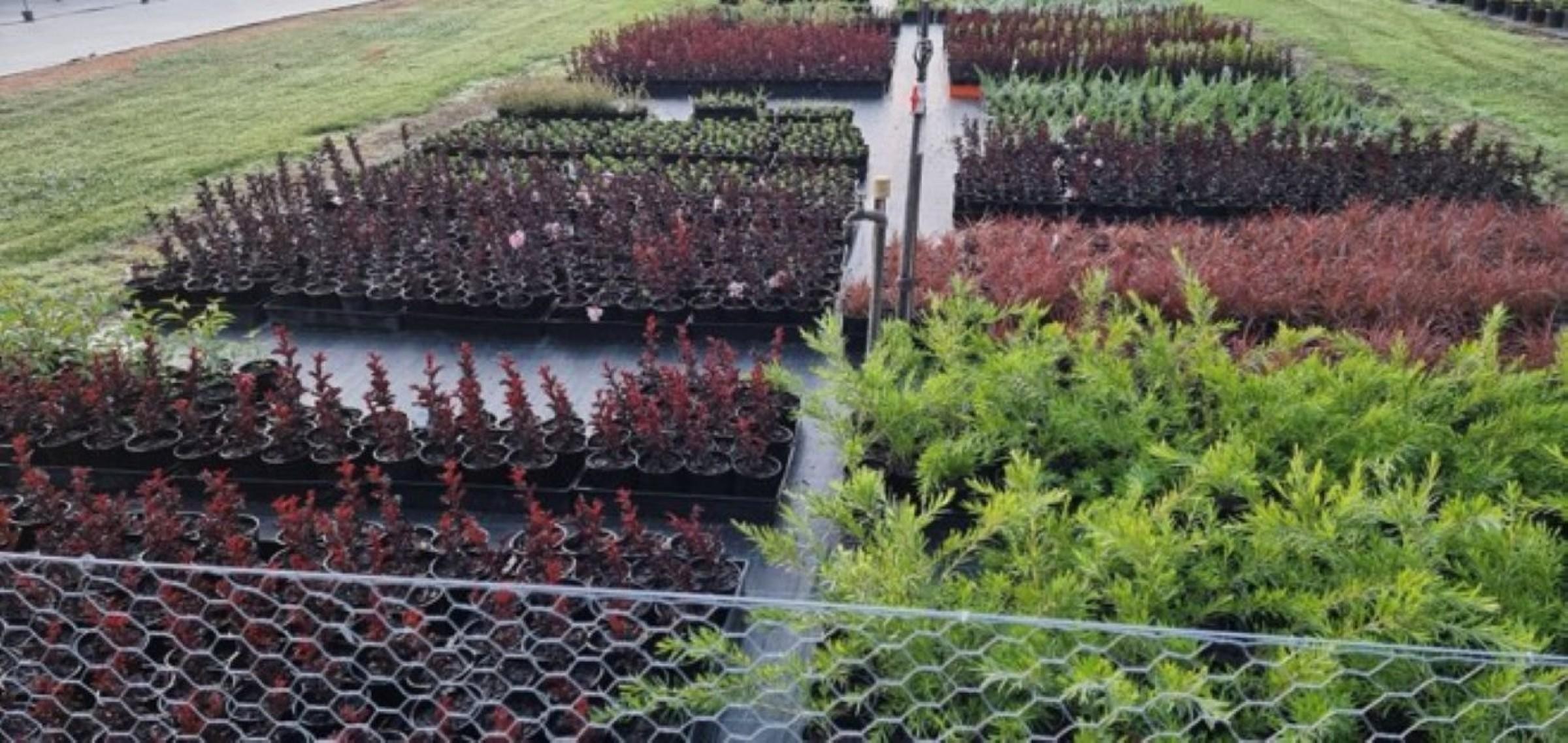 Established Wholesale Nursery With 686368 2