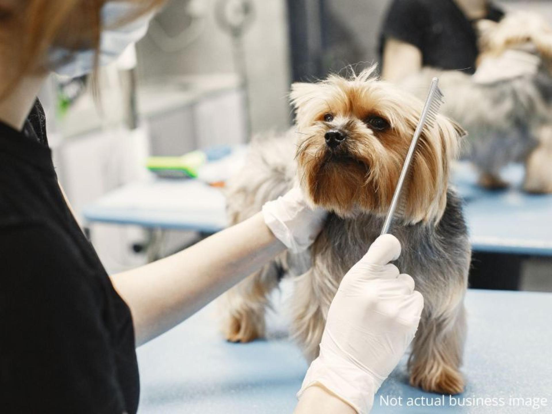 Express Sale – Pet 686611 1