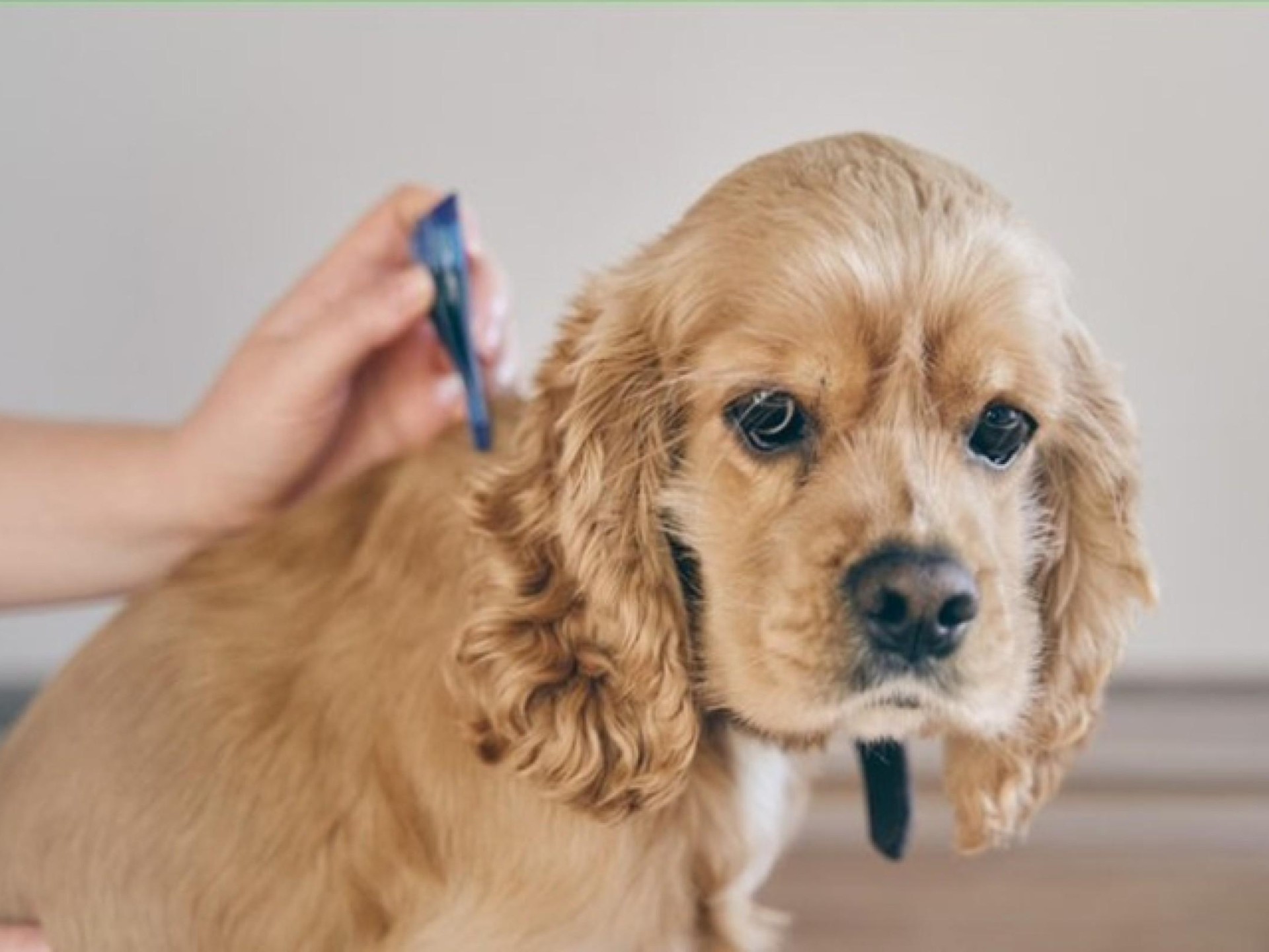Online Pet Product Wholesaler/distributor 686781 2