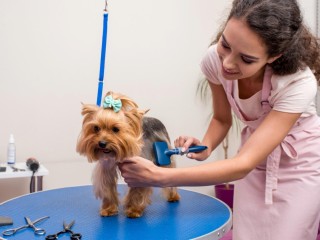 Ref: 238 Modern, Newly Renovated Pet Grooming Salon  Fast-Growing, Sutherland Shire
