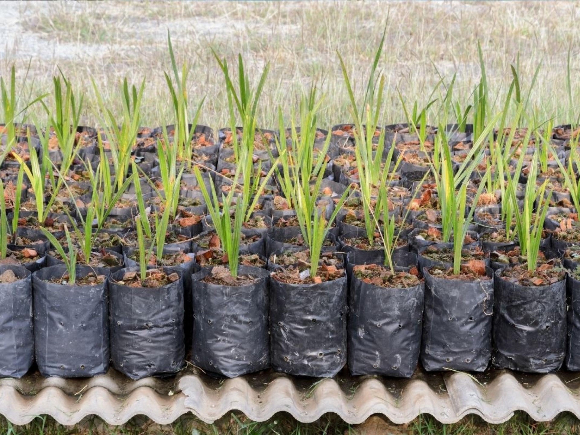 Exotic Wholesale Nursery + 686897 2