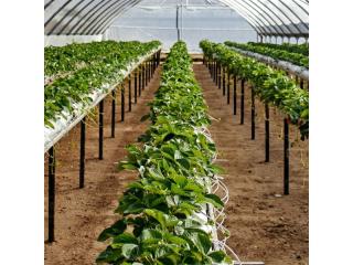 Tasmania's Long - Established Hydroponics Business