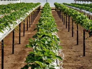 Coming Soon - Unique Business - Hydroponics Industry