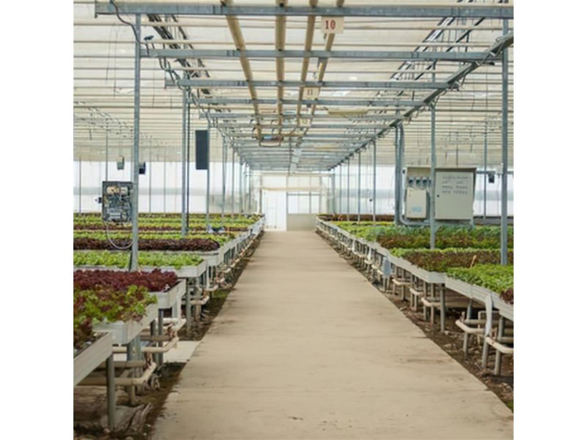 Hobart-based Hydroponic Business 687363 2