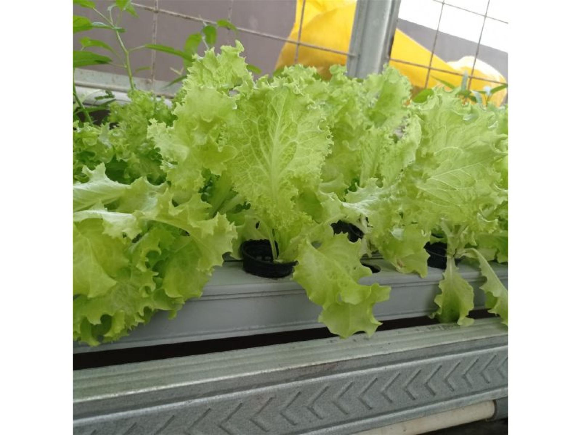 Hobart-based Hydroponic Business 687363 3