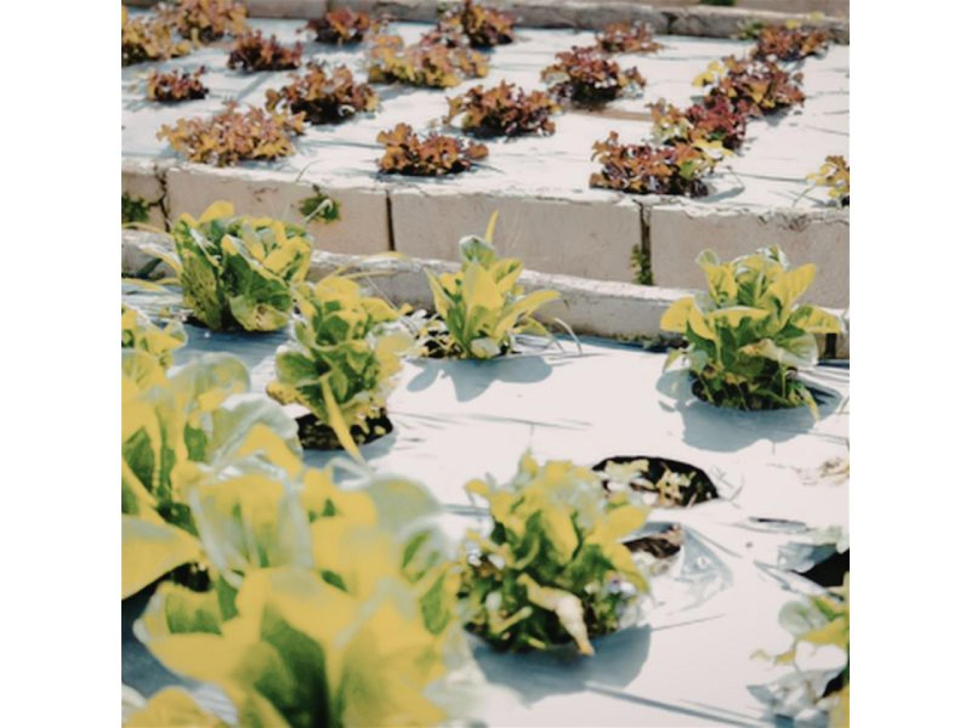 Hobart-based Hydroponic Business 687363 1