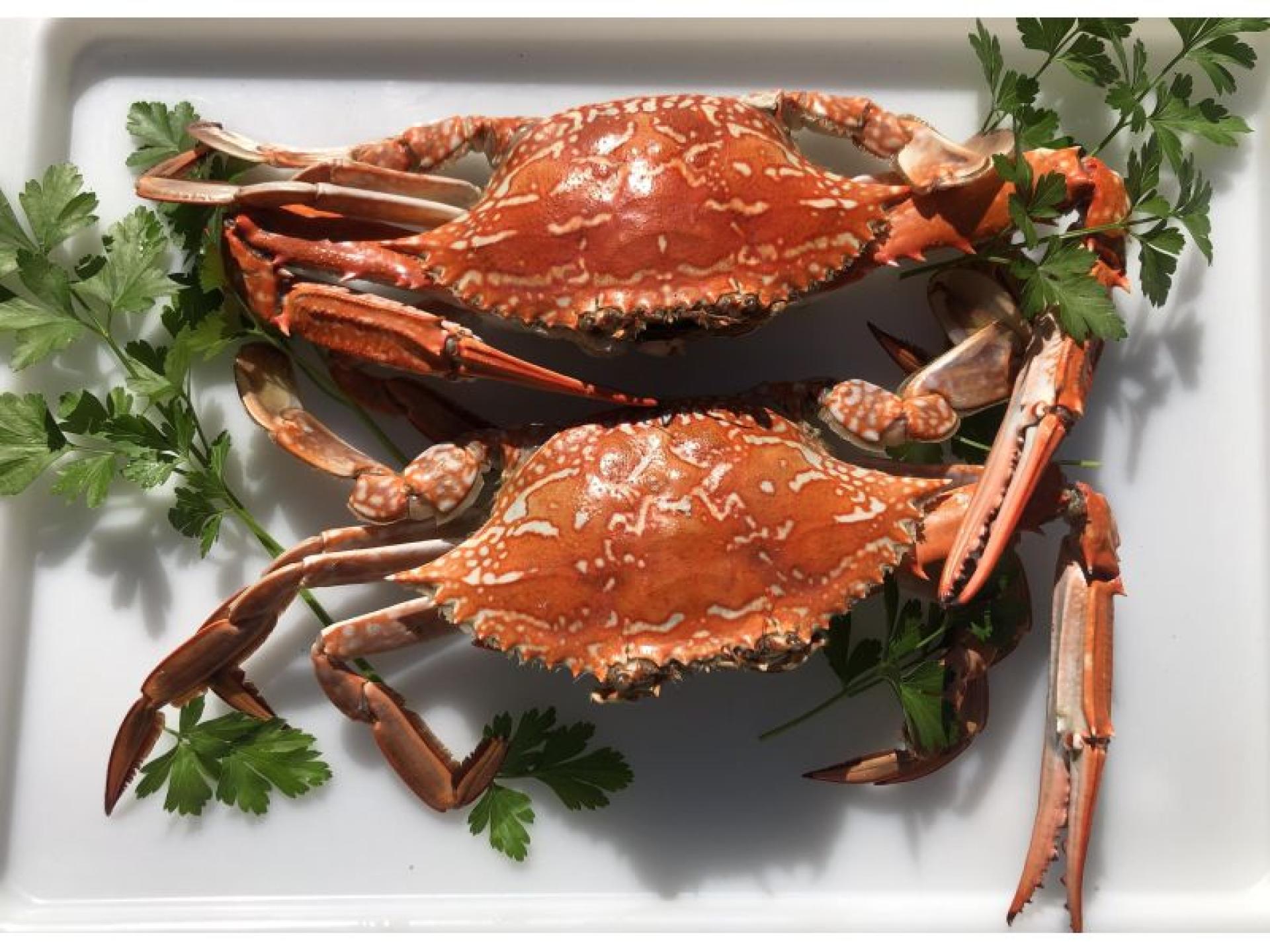 Established Mobile Seafood Retail 687561 3