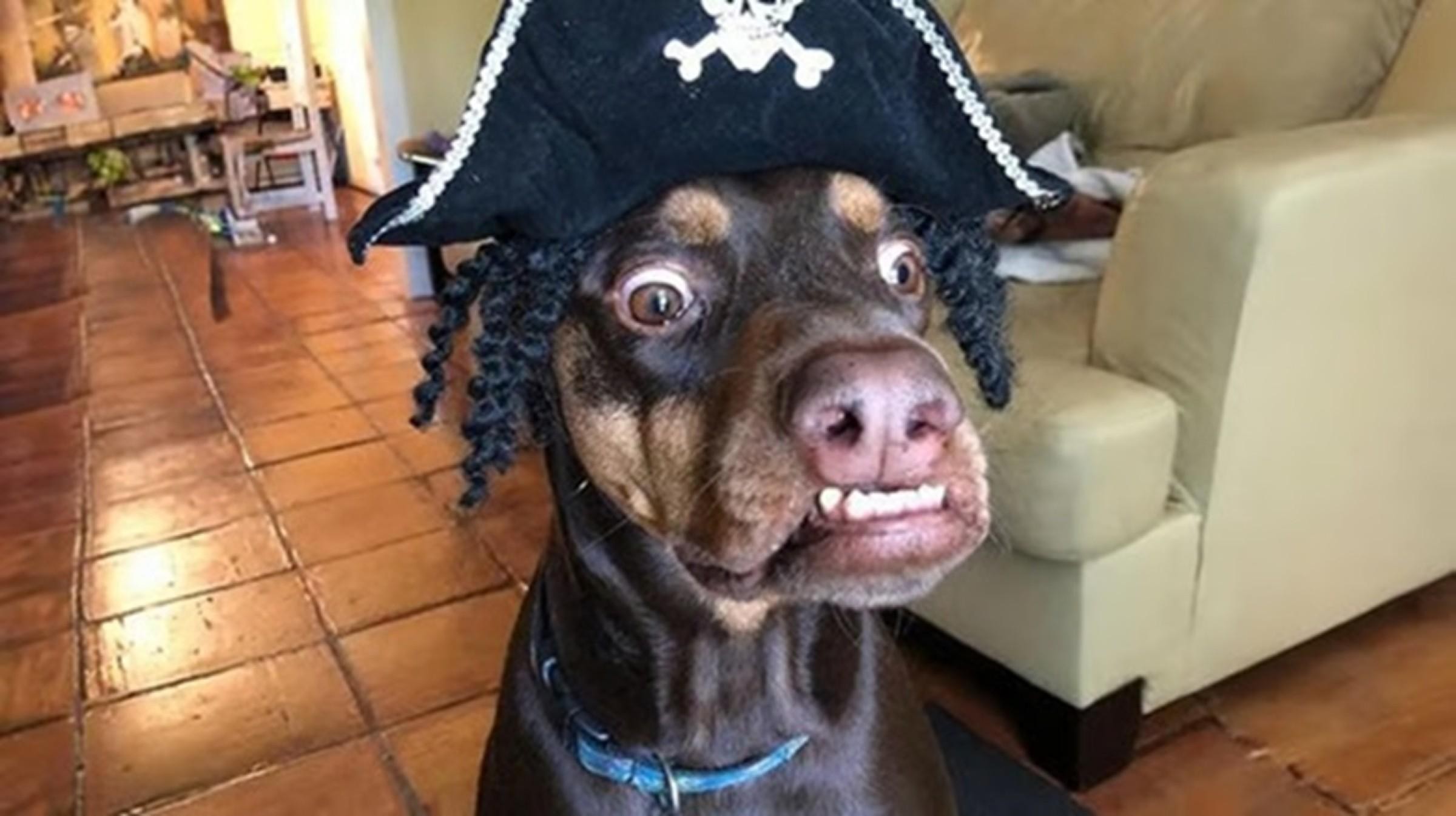 Well‑established Online Dog Accessories 687624 3