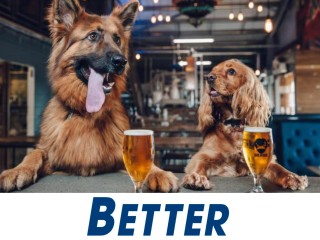 Well‑Established Online Dog Accessories Brand – Strong Sales & Huge Following