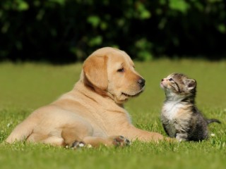 "SPECIALIST PET WELLNESS & NATURAL NUTRITION BUSINESS EST BRAND WITH EXCITING GROWTH POTENTIAL"