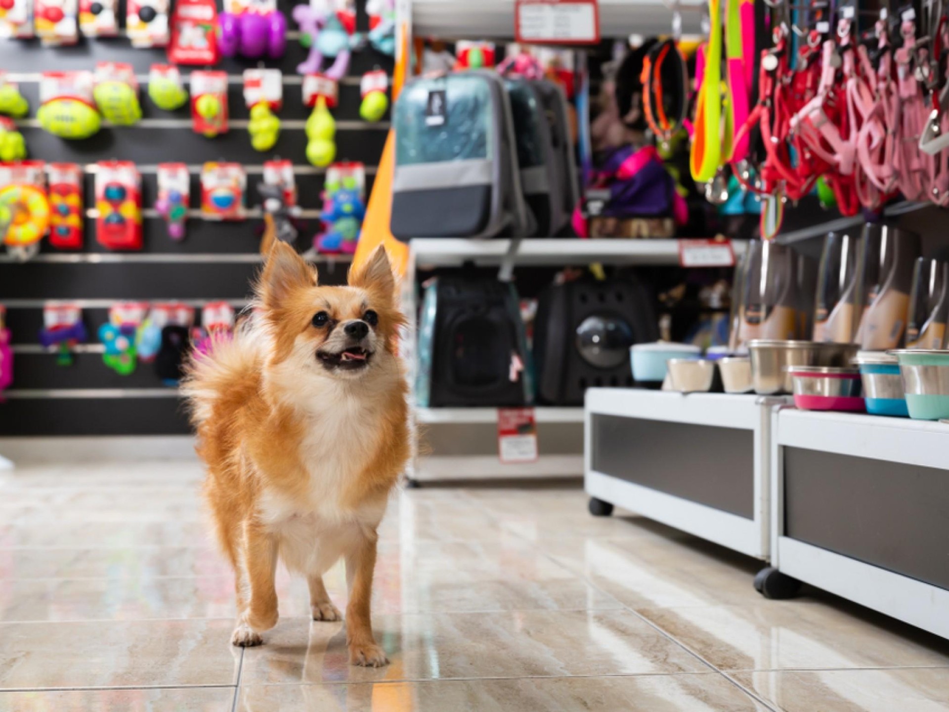 "specialist Pet Wellness & 687790 2