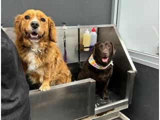 Dog Grooming Salon and Pet Supplies Store – Windradyne, NSW