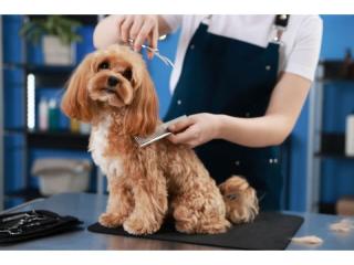 Established Dog Grooming Salon | $2,600 PW Takings | Only 4 Days