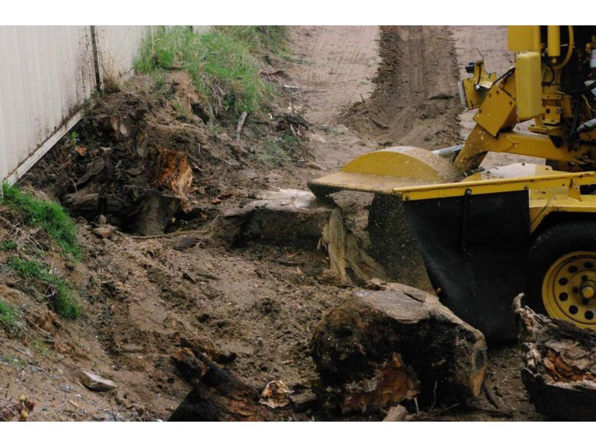 Two Long-established Arborist Businesses 688881 3
