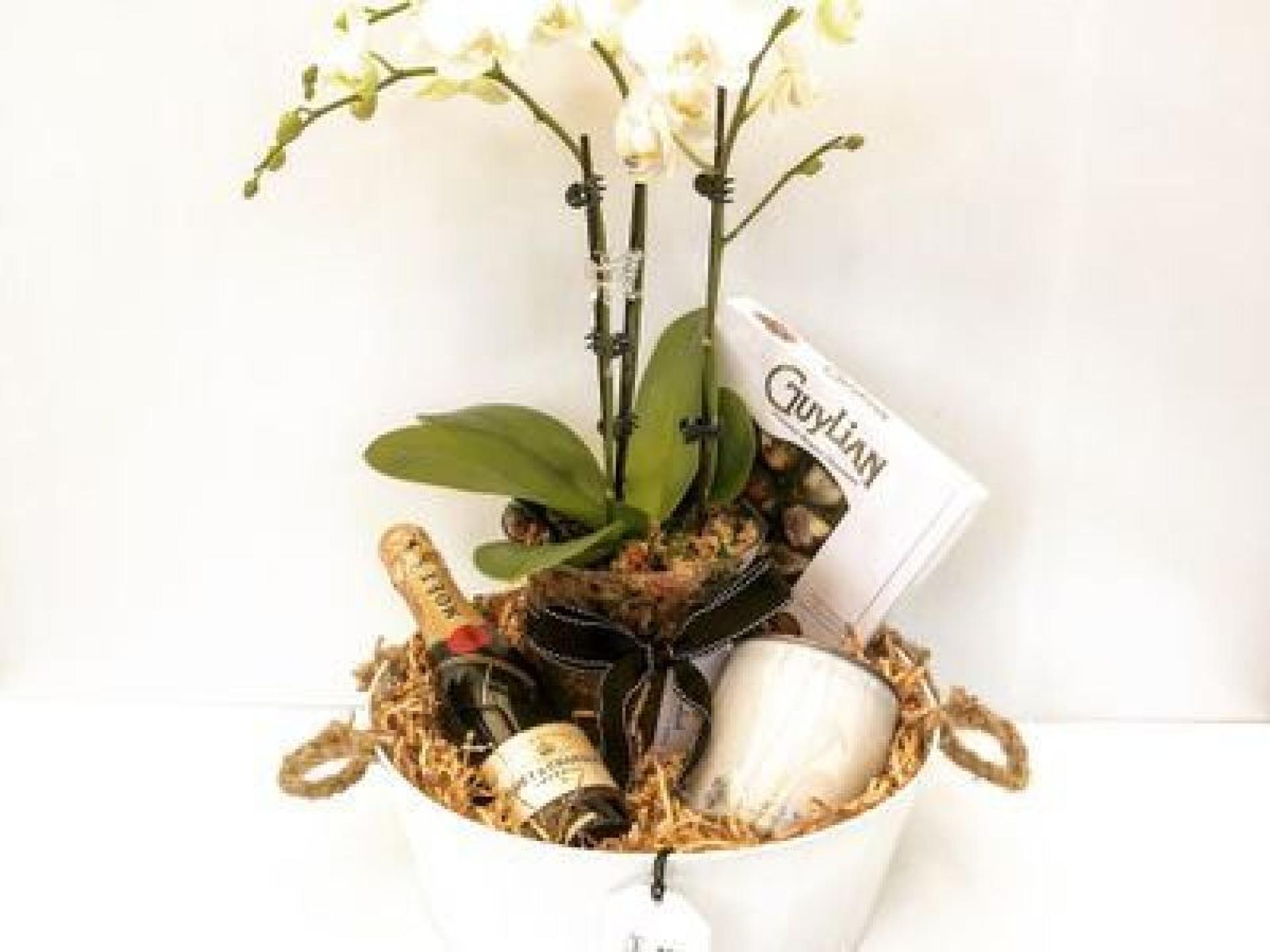 Succulent Surprise - Established 688957 2