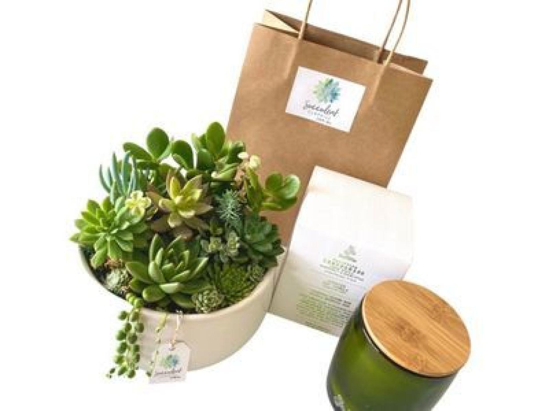 Succulent Surprise - Established 688957 3