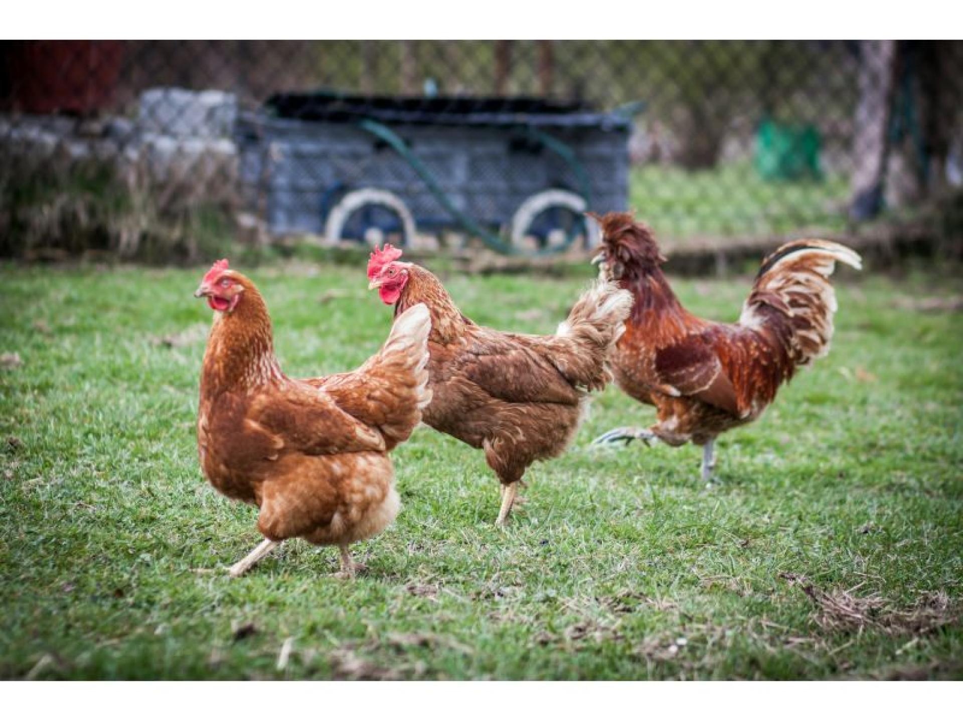Established Produce Rural Pet 689008 3