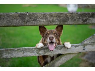 Established Produce, Rural, Pet & Garden Supplies store