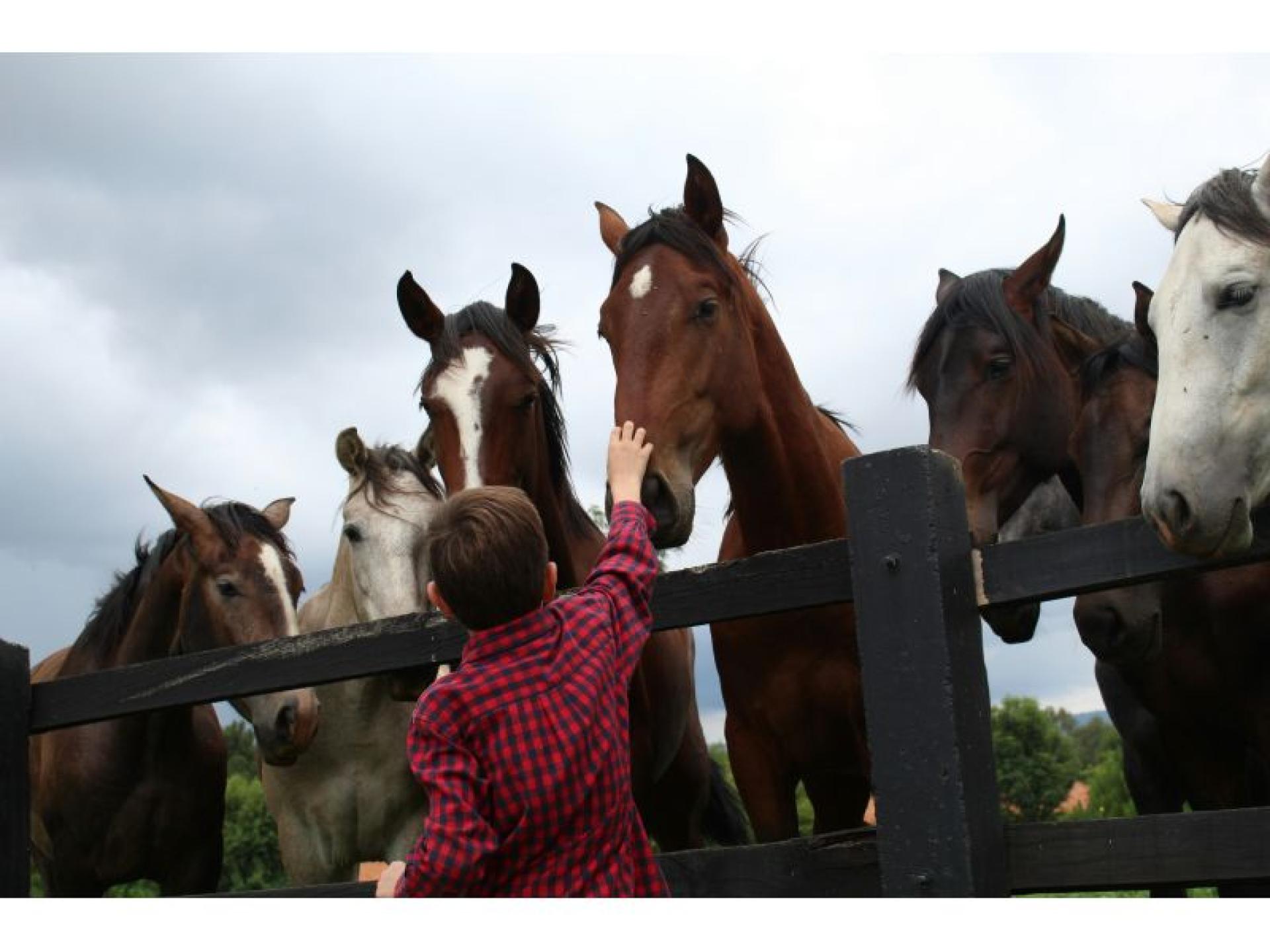Established Produce Rural Pet 689008 2