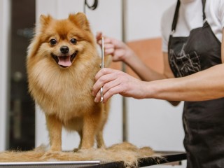 Ref: 238 Pet Grooming Salon Sutherland Shire - Semi-Managed, High-Profit, New 3+3 Year Lease