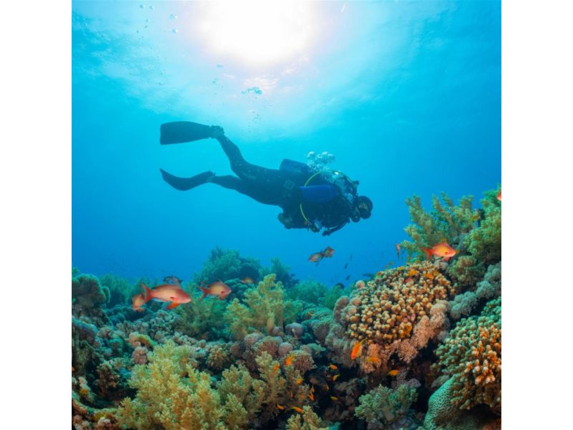 Coming Soon - Scuba 689468 1